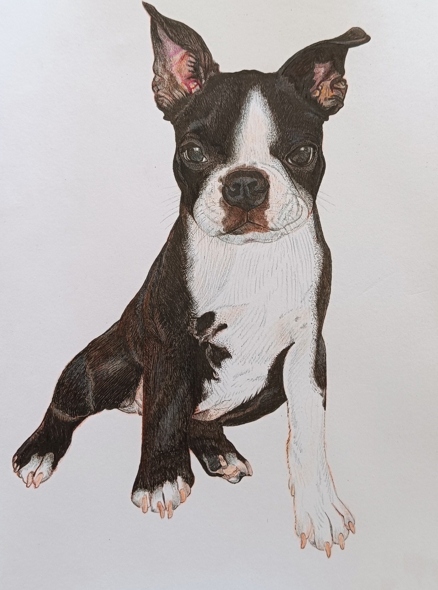Retrato em lápis de cor de um Boston Terrier