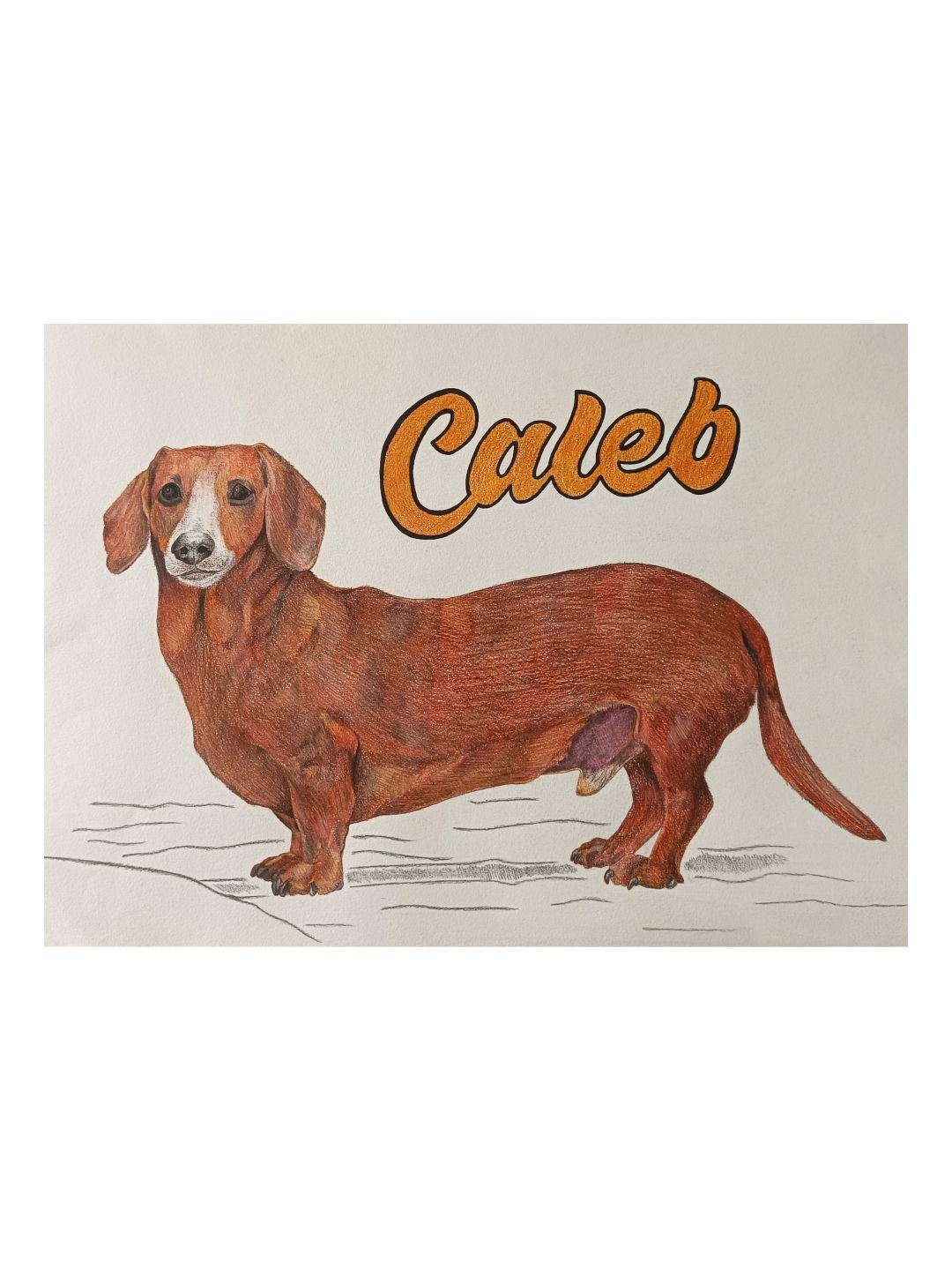 Retrato em lápis de cor do Dachshund Caleb