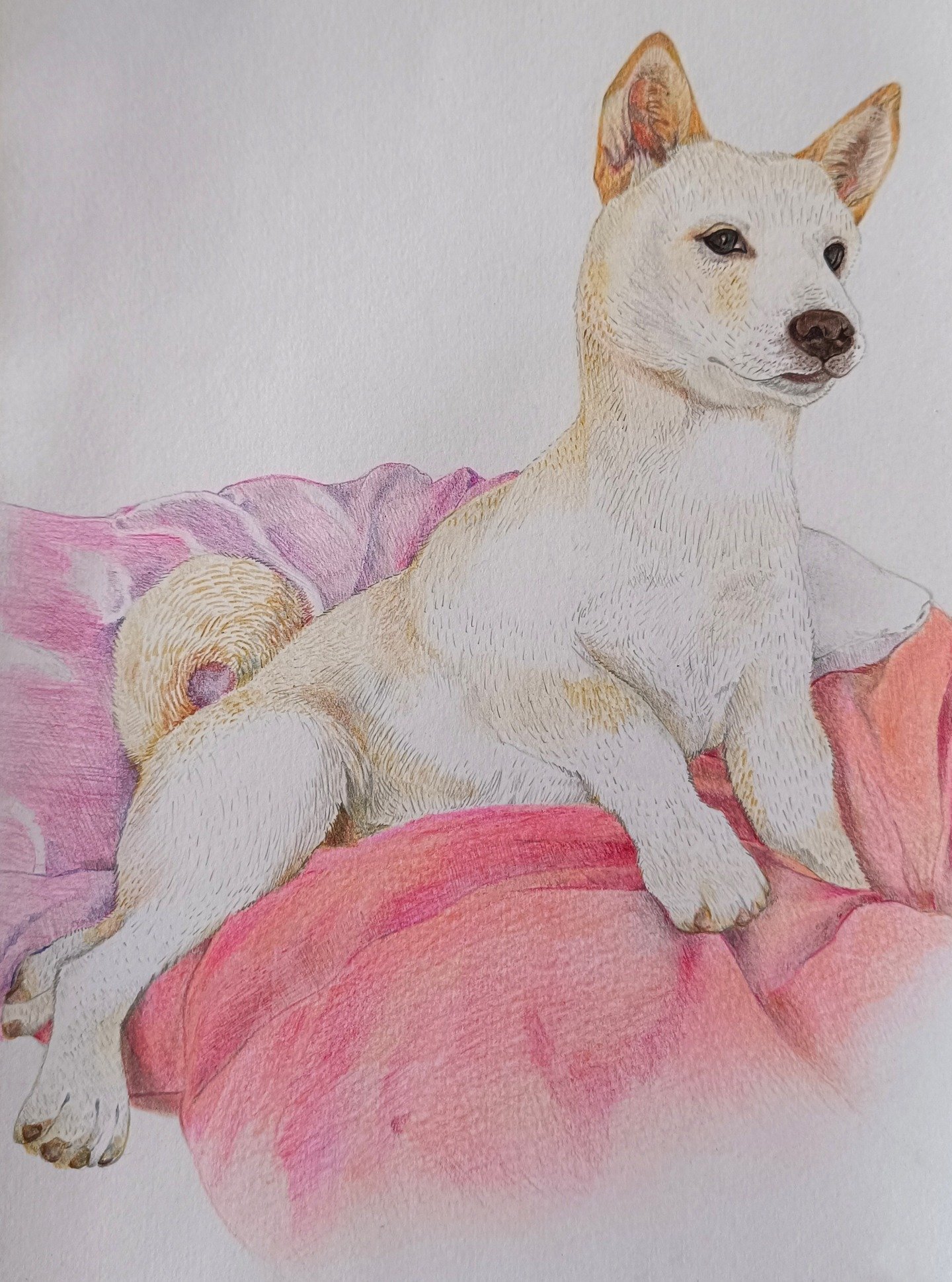 Retrato em lápis de cor de um Shiba Inu