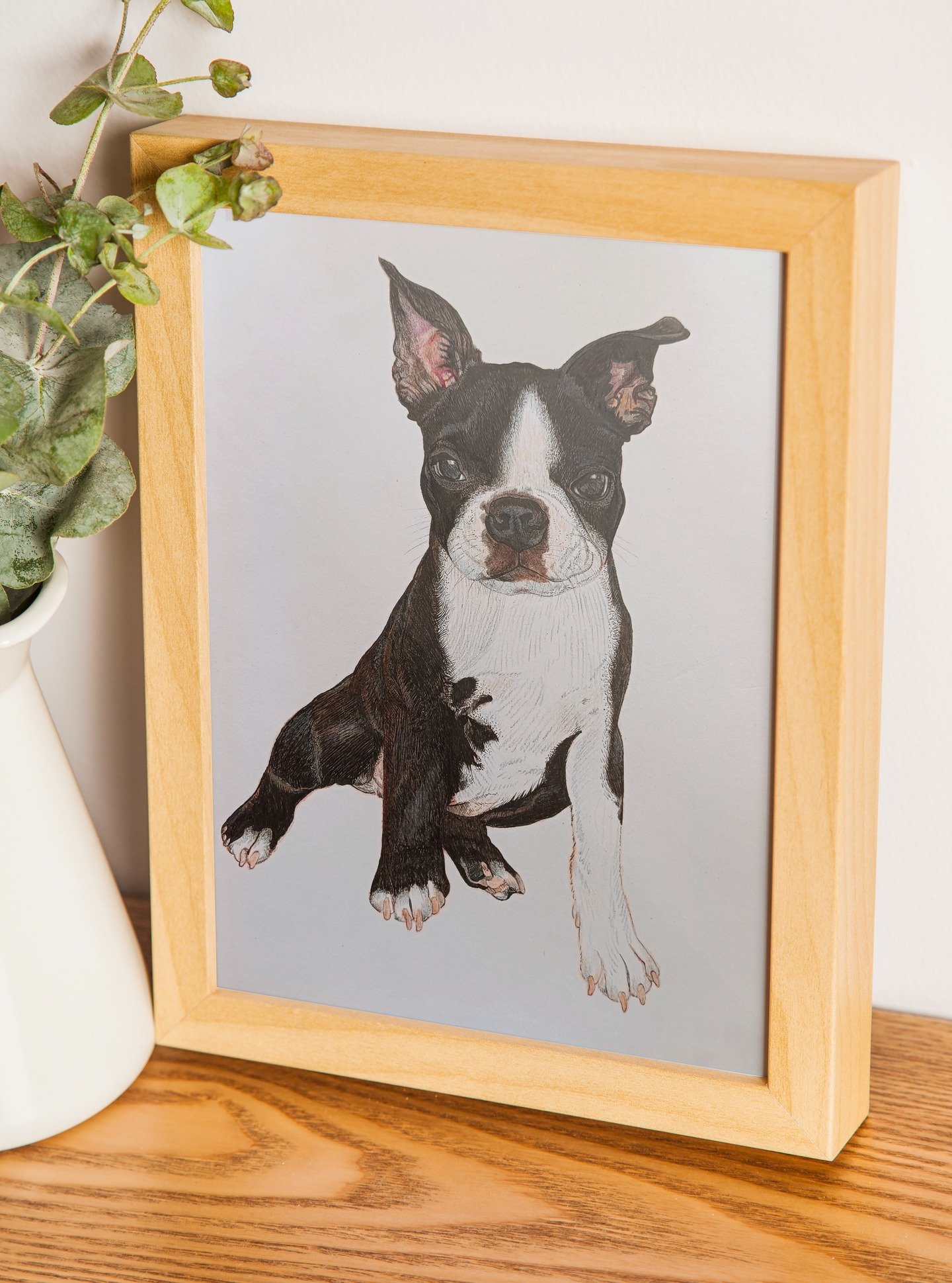 Retrato de um Boston Terrier em lápis de cor, emoldurado
